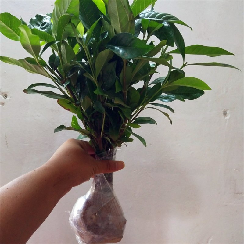 栀子花，栀子花苗，小叶栀子花，大叶栀子，重瓣栀子花苗，