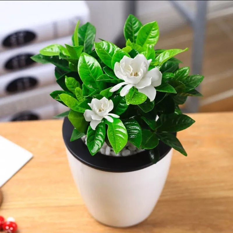 栀子花，栀子花苗，小叶栀子花，大叶栀子，重瓣栀子花苗，