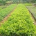 栀子花,栀子花苗,小叶栀子花,大叶栀子,重瓣栀子花苗,