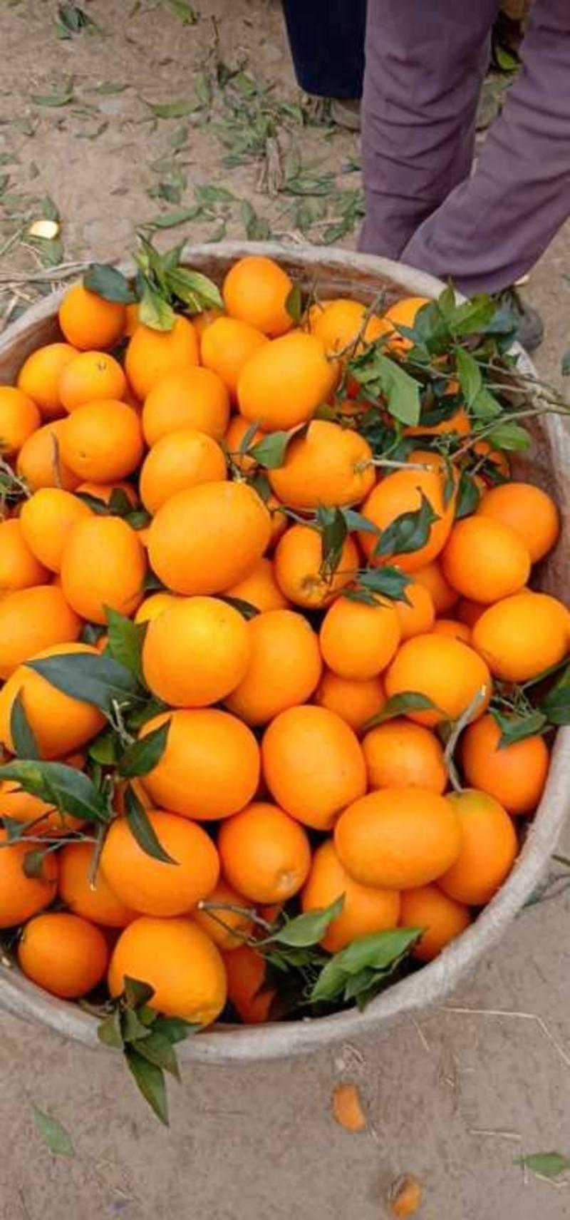 【精选】正宗秭归脐橙血橙子量大价优果园直发
