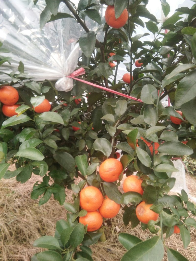 沙糖桔