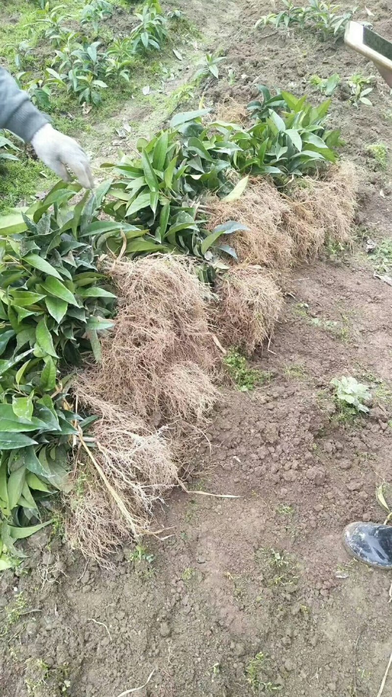 黑老虎苗