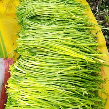 芦蒿大量上市，长期合作优先
