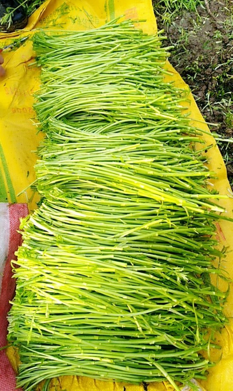 芦蒿大量上市，长期合作优先