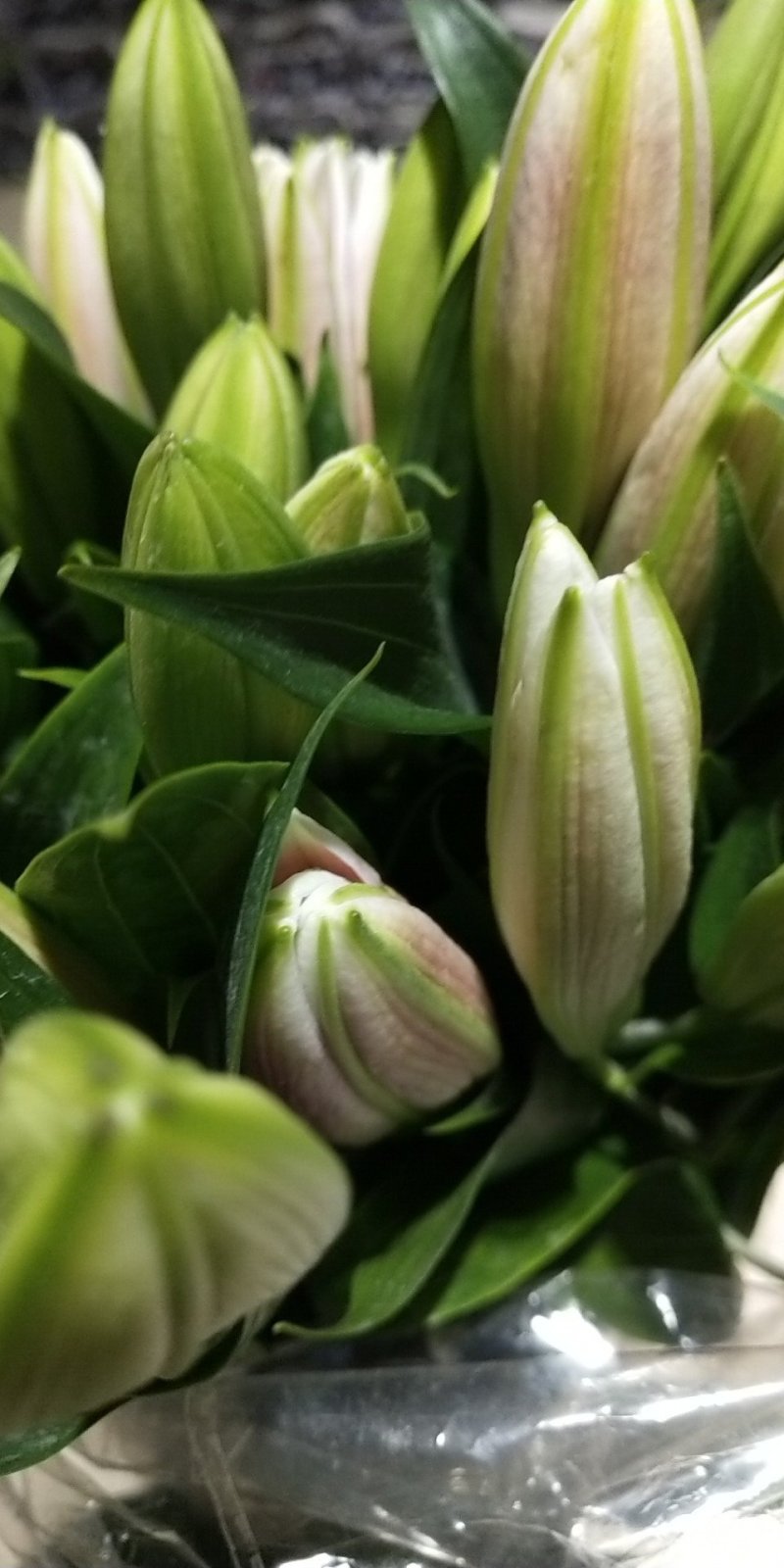 云南昆明百合鲜切花双头多头都有，粉，白，红，黄四色都有
