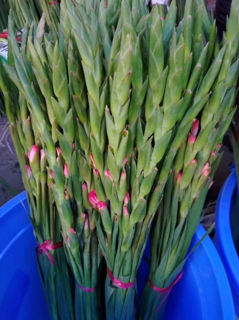 云南昆明百合鲜切花双头多头都有，粉，白，红，黄四色都有