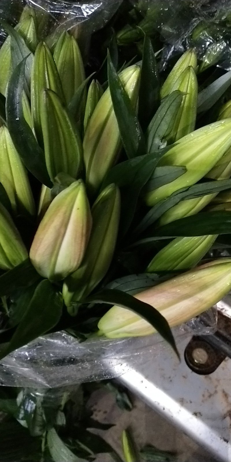 云南昆明百合鲜切花双头多头都有，粉，白，红，黄四色都有