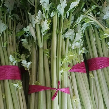 西芹，玻璃翠西芹，精品西芹，皇后西芹，绿杆西芹