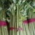 西芹，玻璃翠西芹，精品西芹，皇后西芹，绿杆西芹