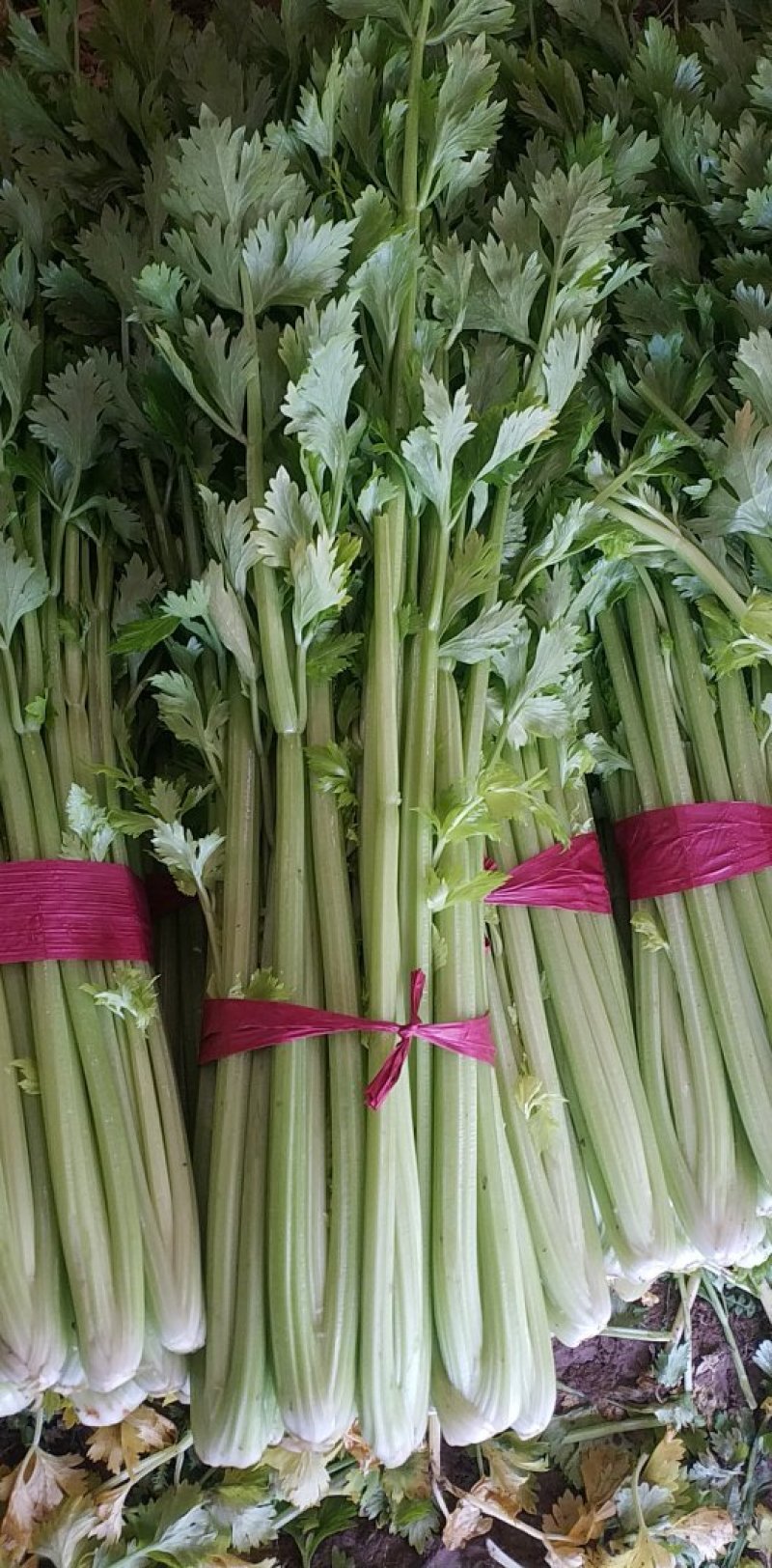 西芹，玻璃翠西芹，精品西芹，皇后西芹，绿杆西芹
