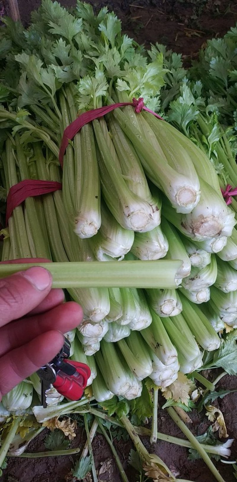 西芹，玻璃翠西芹，精品西芹，皇后西芹，绿杆西芹