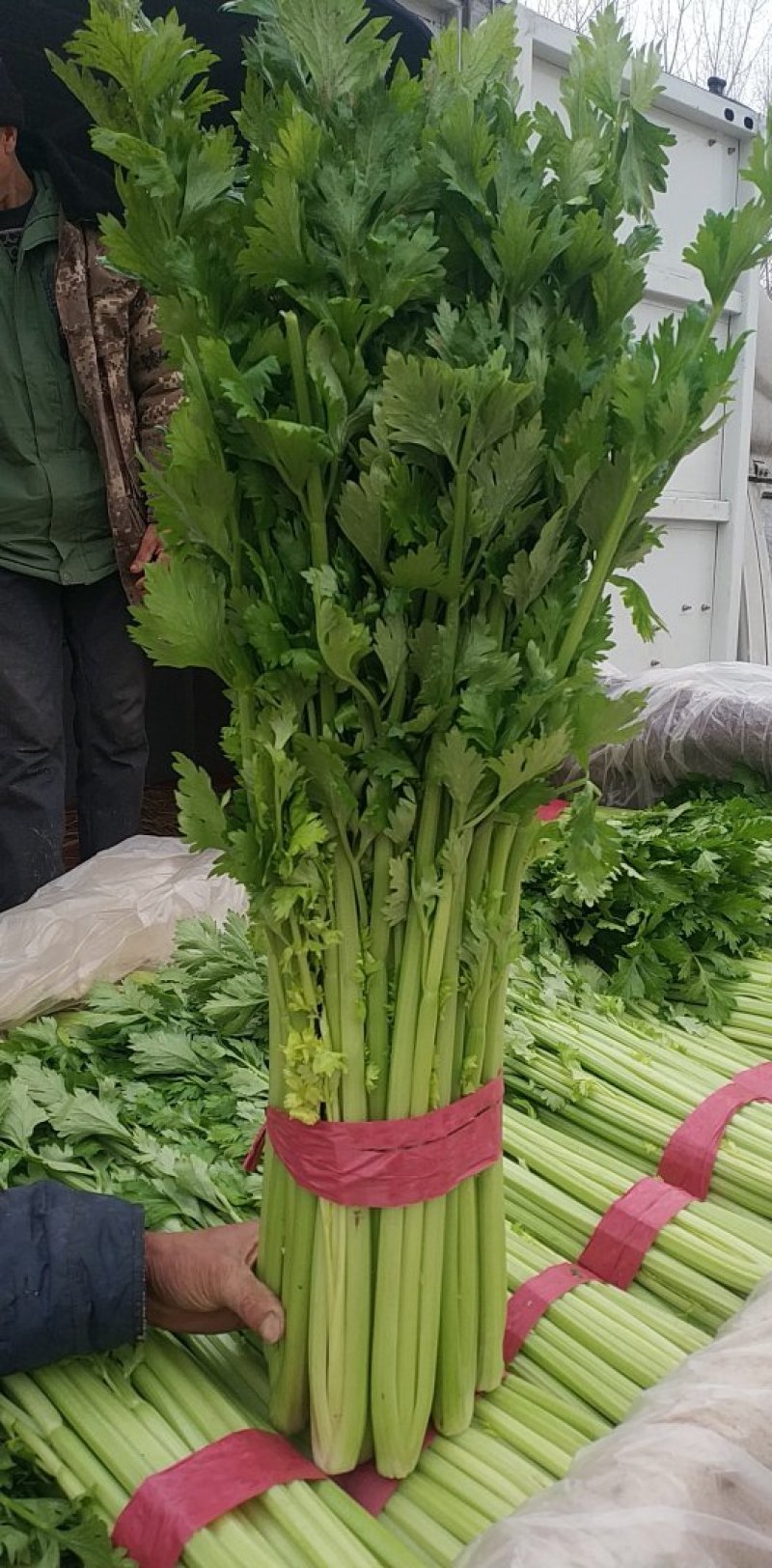 西芹，玻璃翠西芹，精品西芹，皇后西芹，绿杆西芹