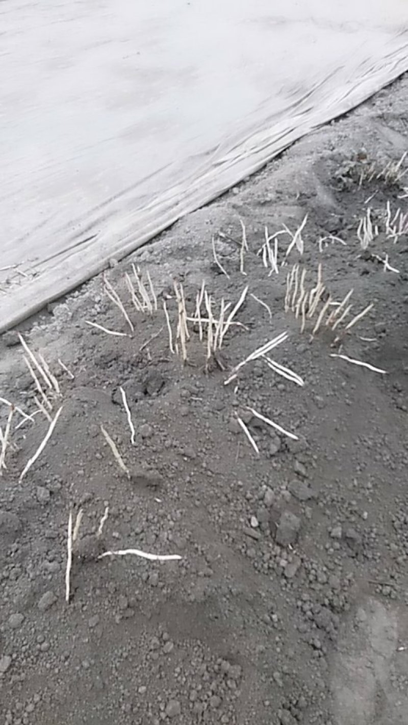 鱼腥草嫩芽，自家种植，特色:香，脆，嫩，土特产，现挖现发