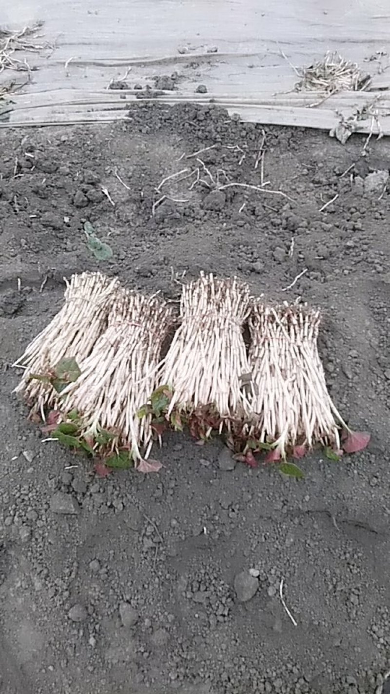 鱼腥草嫩芽，自家种植，特色:香，脆，嫩，土特产，现挖现发