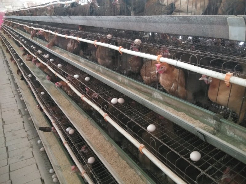 种蛋柴鸡种蛋华北柴鸡种蛋品种纯正全国发货