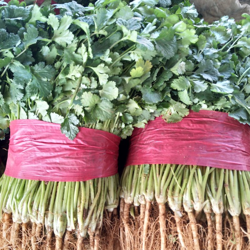 大量供应大叶香菜价格合理质量好，无黄叶产地直发