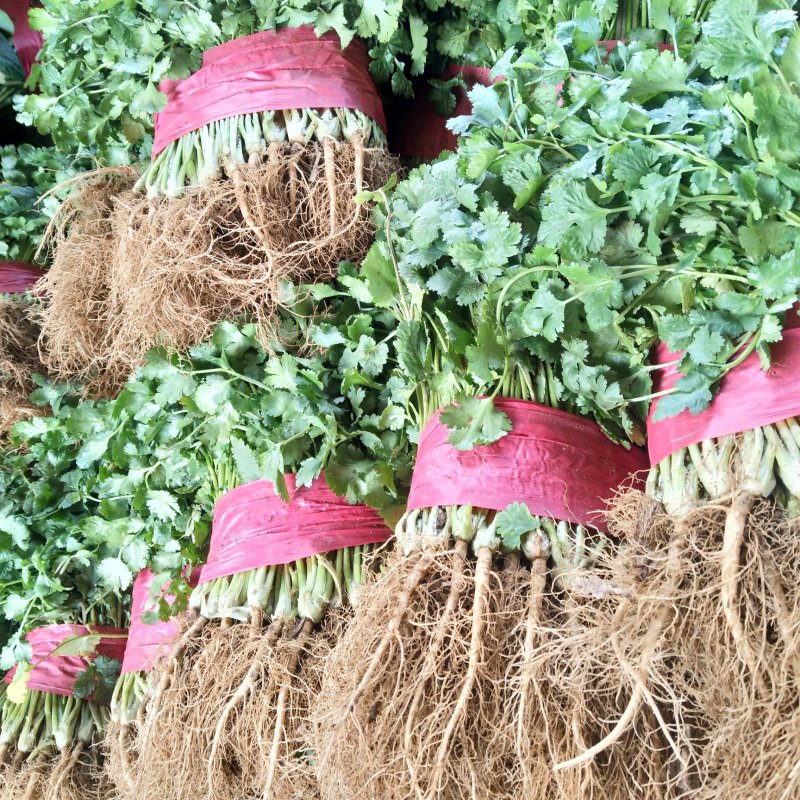 大量供应大叶香菜价格合理质量好，无黄叶产地直发