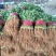 大量供应大叶香菜价格合理质量好,无黄叶产地直发