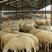 厂家直销湖羊，一手货源，物美价廉，量大从优，欢迎全国客商