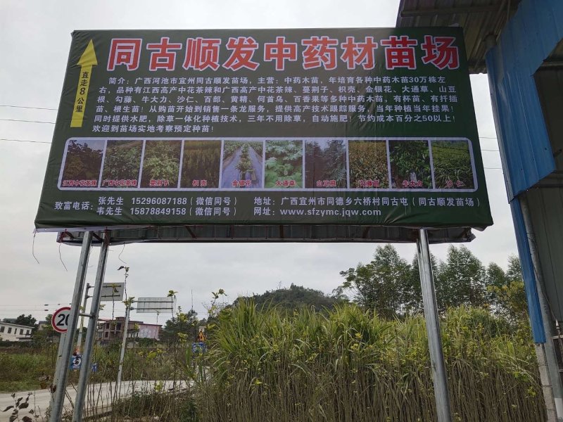 茶辣苗出售
