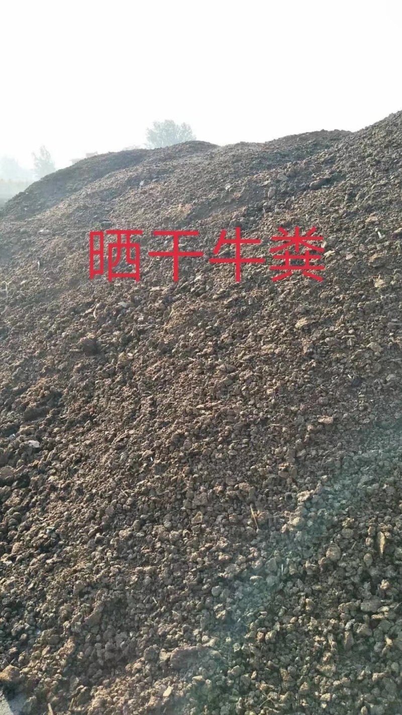 纯牛粪，纯干牛粪，烘干颗粒牛粪，发酵纯牛粪有机肥