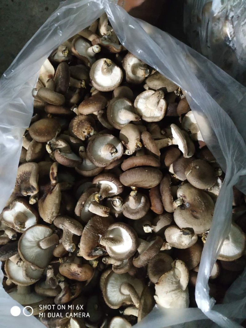 鲜香菇