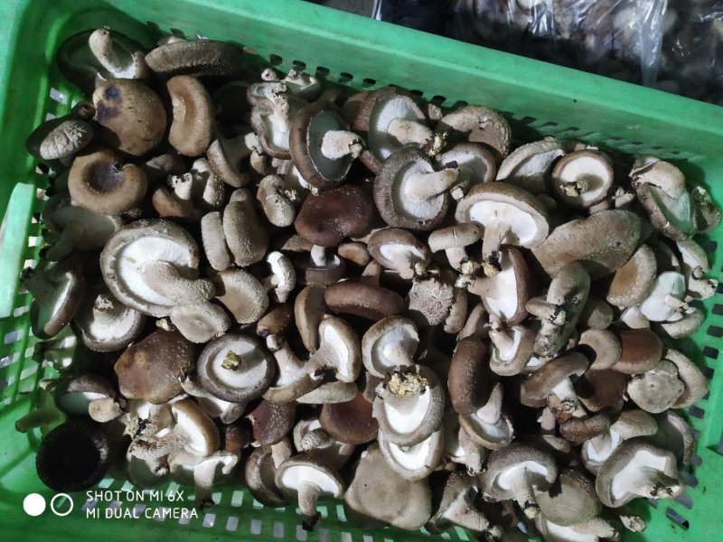 鲜香菇
