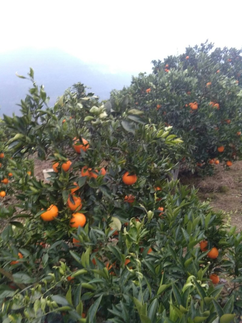 脐橙