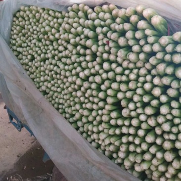 芹菜,优质芹菜,精品芹菜,产地直供,货源充足!