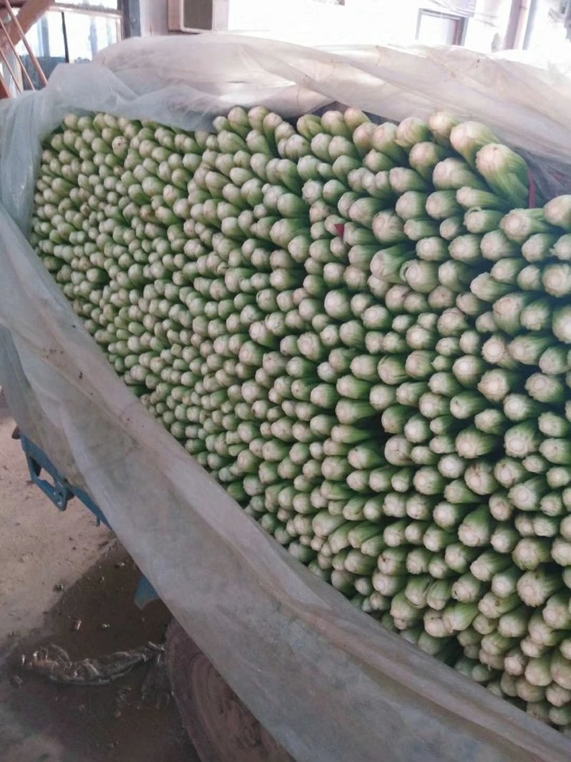 芹菜，优质芹菜，精品芹菜，产地直供，货源充足！