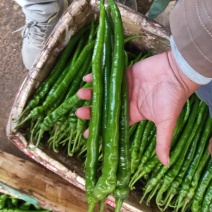 线椒3号丝椒8号线椒泡椒隆椒二荆条基地直供