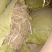 黄芪正品24小时客服支持纯净无杂质