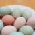 五黑鸡蛋种蛋