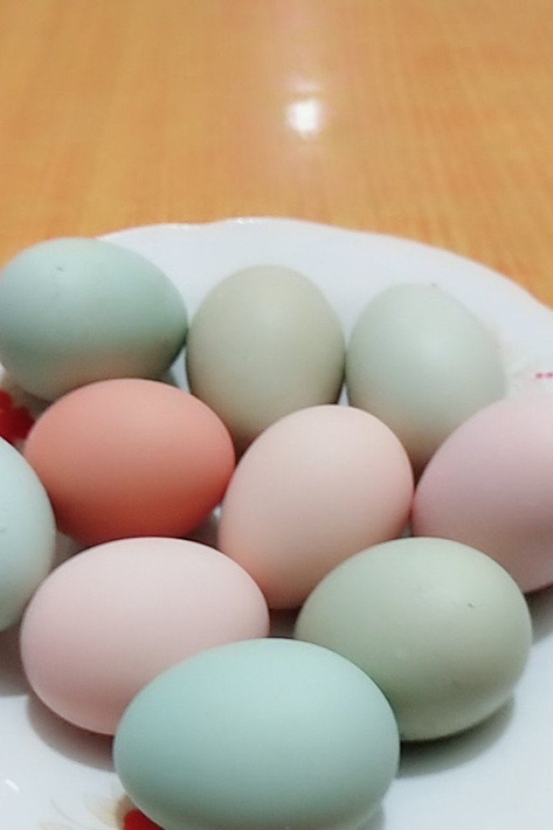 五黑鸡蛋种蛋