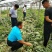 【包邮】乾德新甜糖度高脆甜可口耐裂易储运