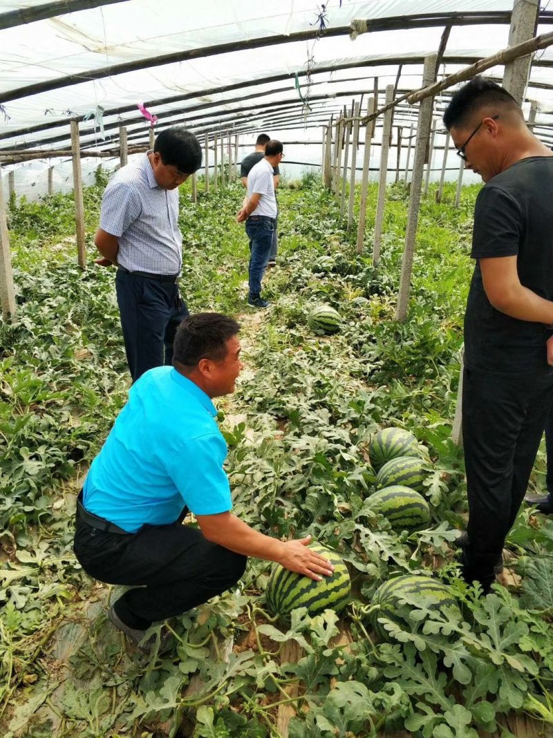 【包邮】乾德新甜糖度高脆甜可口耐裂易储运