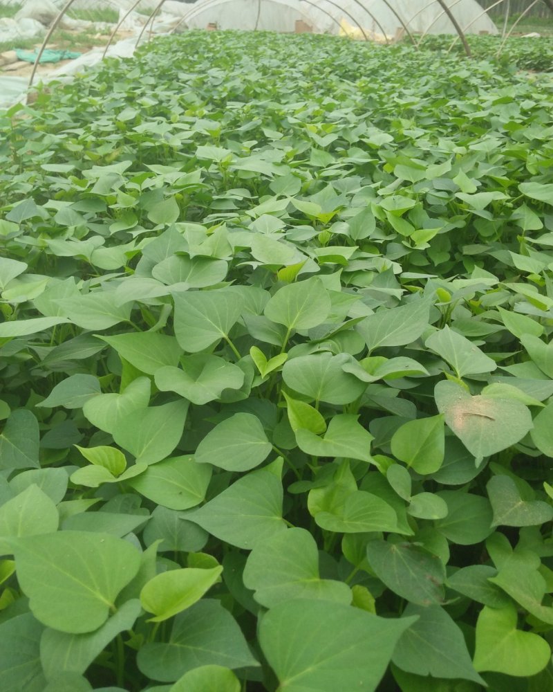 西瓜红薯苗，50苗，板栗薯苗，紫薯苗，济薯苗，板栗薯苗