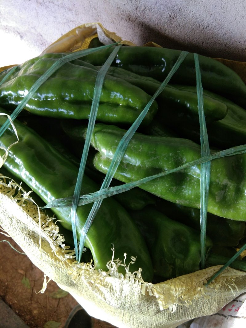 甘蓝，青椒，芸豆，正在上市中，有须要的请联系我