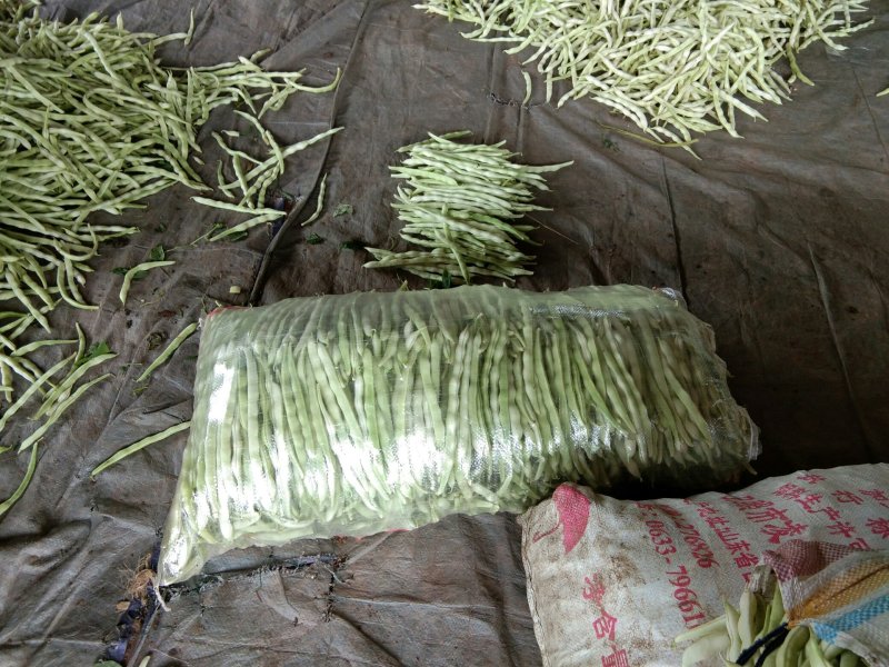 甘蓝，青椒，芸豆，正在上市中，有须要的请联系我