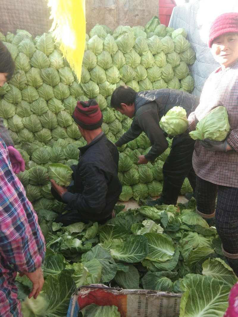 甘蓝，青椒，芸豆，正在上市中，有须要的请联系我