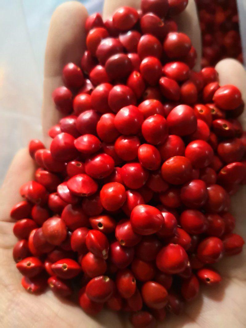 批发相思豆