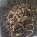 批发虫草参，