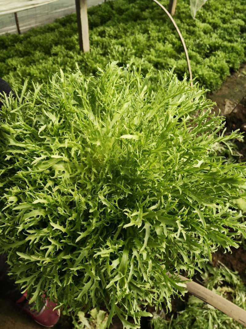 精品苦菊上市