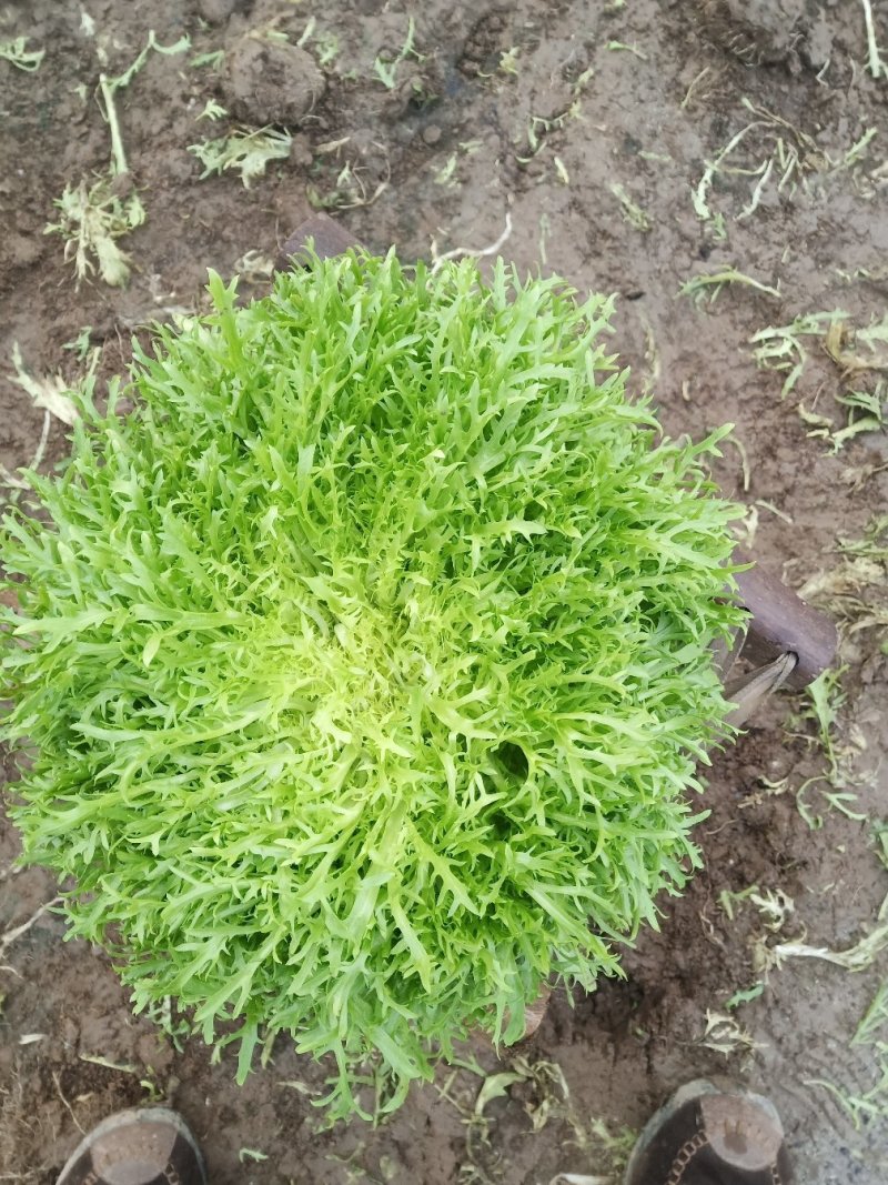 精品苦菊上市
