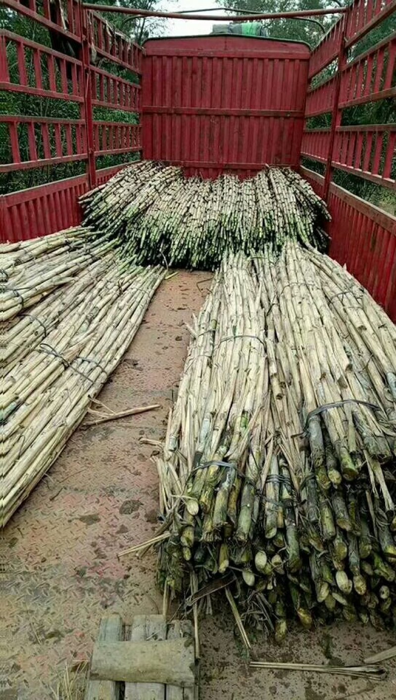 江北白皮甘蔗
