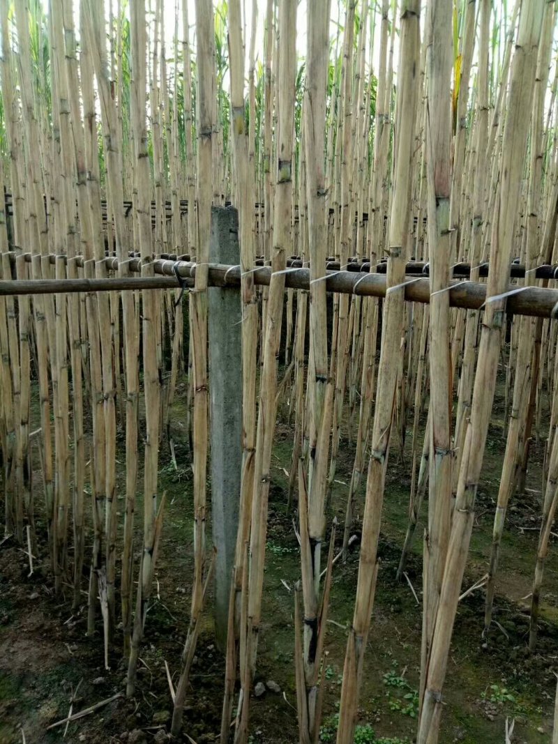 江北白皮甘蔗