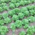 大叶生菜3-4两大量出售货源充足欢迎批发