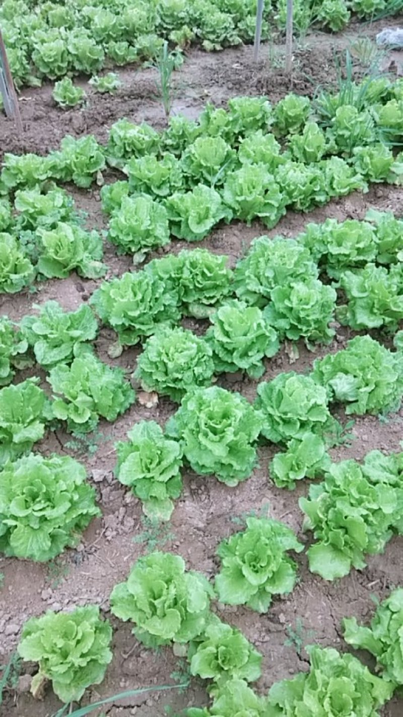大叶生菜3-4两大量出售货源充足欢迎批发