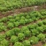 大叶生菜3-4两大量出售货源充足欢迎批发