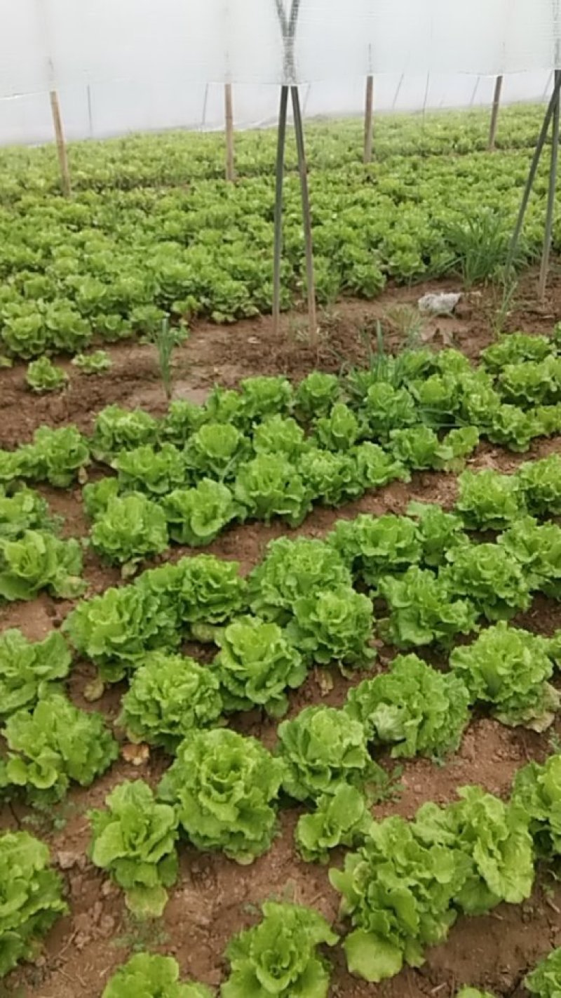 大叶生菜3-4两大量出售货源充足欢迎批发